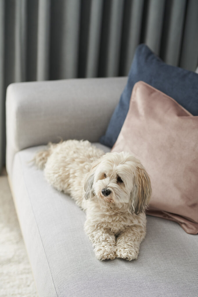 Bichon-Havanais i hvid ligger i sofa fra Sofa Company til social media content.